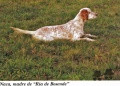 Setter Anglais NACA DE LOS DESMONTES